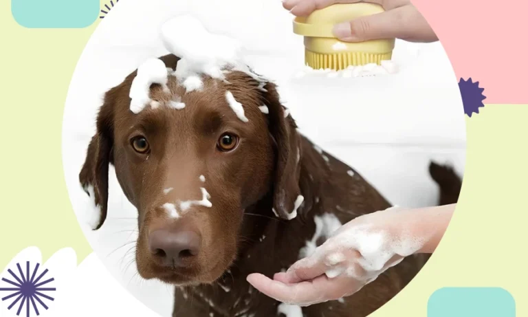 Brown dog being bathed with a pet shampoo massager brush, covered in soap.